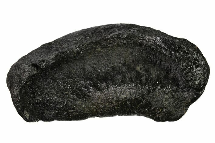 Fossil Whale Ear Bone - Miocene #136903